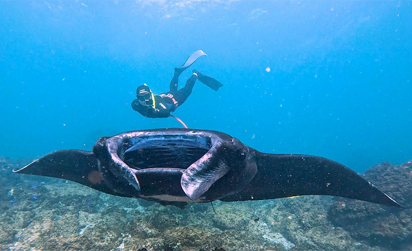 A snorkeller swims with a large manta ray, over the reef.