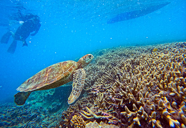A snorkeller watches a hawksbill turtle swim past