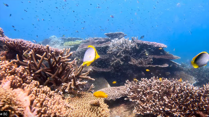 Staghorn coral, finger coral, plate coral, butterfly fish, stripey sea perch, Moorish idols, surgeon fish, parrot fish