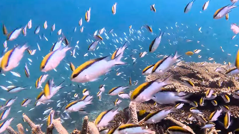Squirrel fish under giant plate coral, butterfly fish and yellow tail damsels. Thousands of barrier reef chromis, Moorish idols.