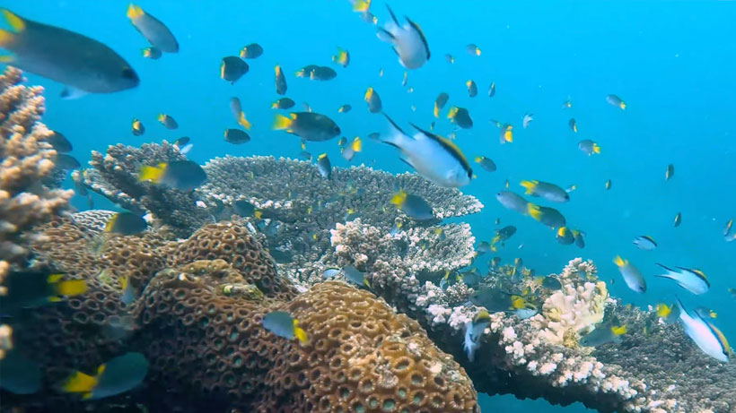 Staghorn coral fields with blue-eyed cardinal fish, blue chromis, pattorfish