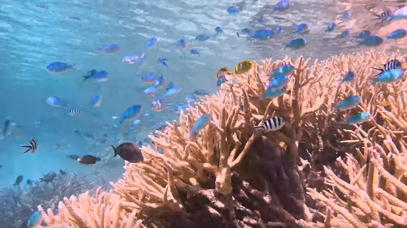 Staghorn coral, finger coral, blue chromis, butterfly fish, parrotfish, black tangs, sergeant majors.