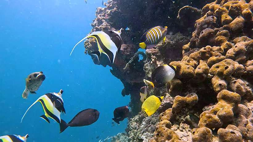 Moorish idols-slender grouper- midnight snapper- triggerfish- surgeonfish- Nemo- clownfish- anemone- blackspotted pufferfish-butterfly fish-parrotfish