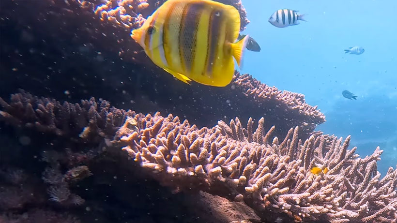 Underwater video. Barrier reef chromis, damsel fish, yellowtail fusiliers, Moorish idols, barramundi cod, giant clam, clownfish, parrotfish, staghorn coral, plate corals.