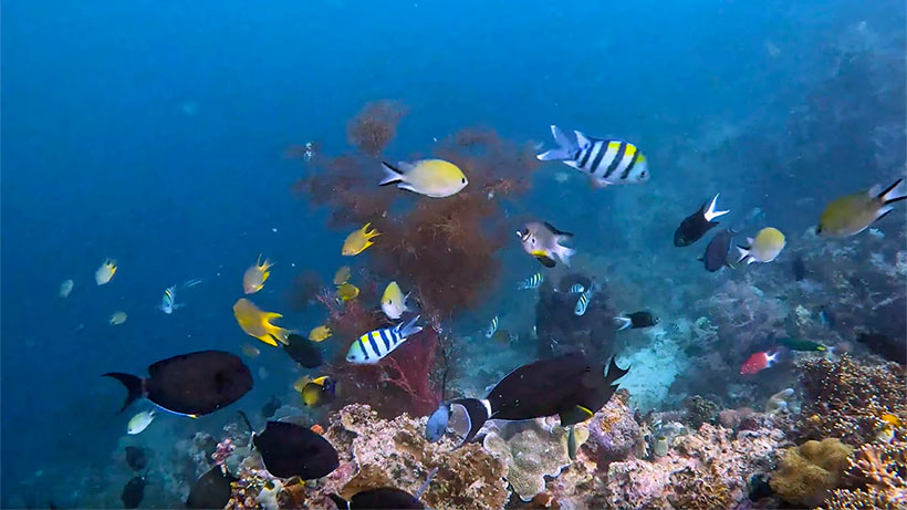 Underwater video of corals, black corals, sponges. See long aw mackerel, slender groupers, Moorish idols, emperor angelfish, semicircular angelfish, anthias.