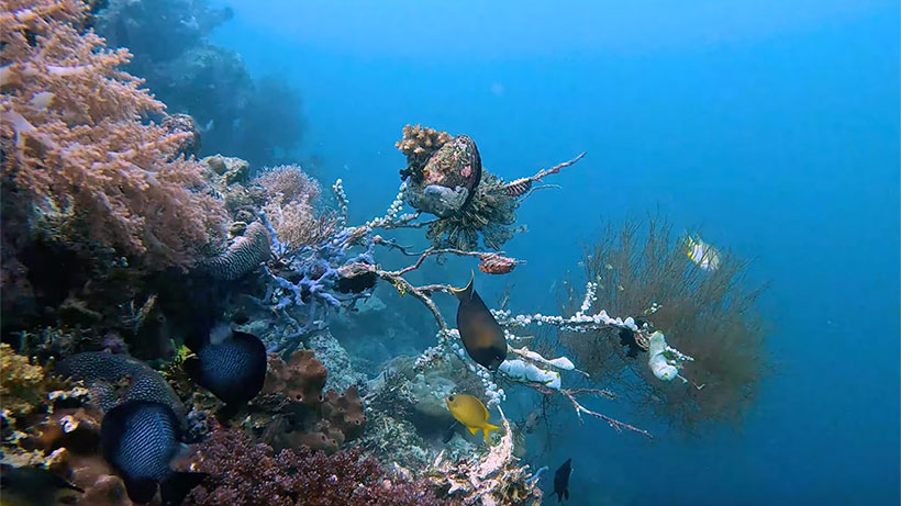 Ocean life. Underwater video of black coral, staghorn coral, slender grouper, Moorish idols, soft corals, cabbage coral, anthias, wrasse, parrotfish.
