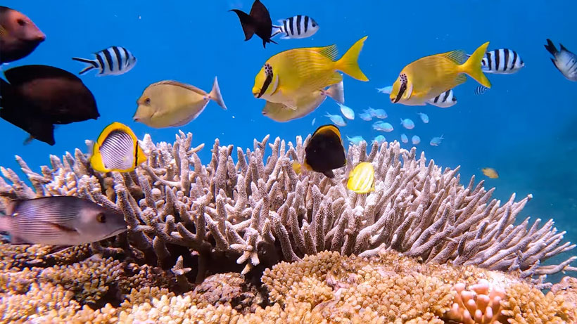 rabbitfish- staghorn coral-butterlfy fish-black surgeonfish- blue chromis-coral fields