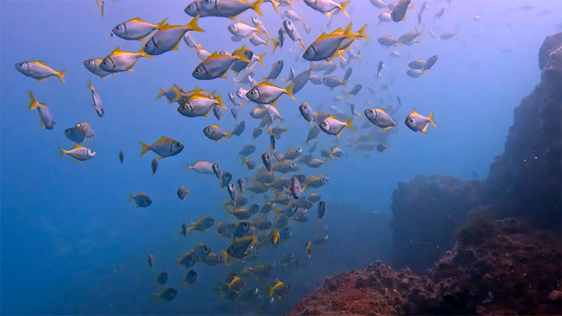 shoals of fish-eastern pomfreds-batfish-glass fish-surgeon fish-rabbit fish-soft corals