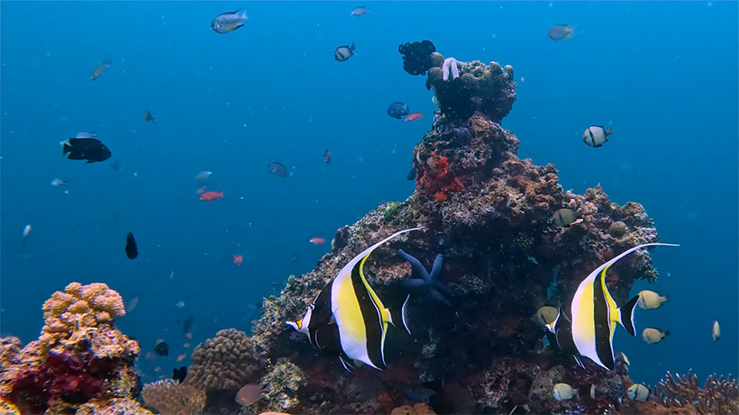 Moorish idols, yellow chromis, razor fish, emperor angelfish, parrotfish, lion fish, cave, plate coral.