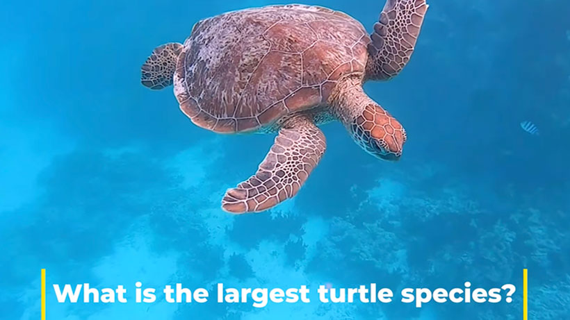 turtle-turtle eating-green turtle-hawksbill turtle-leatherback-flatback-turtle sleeping